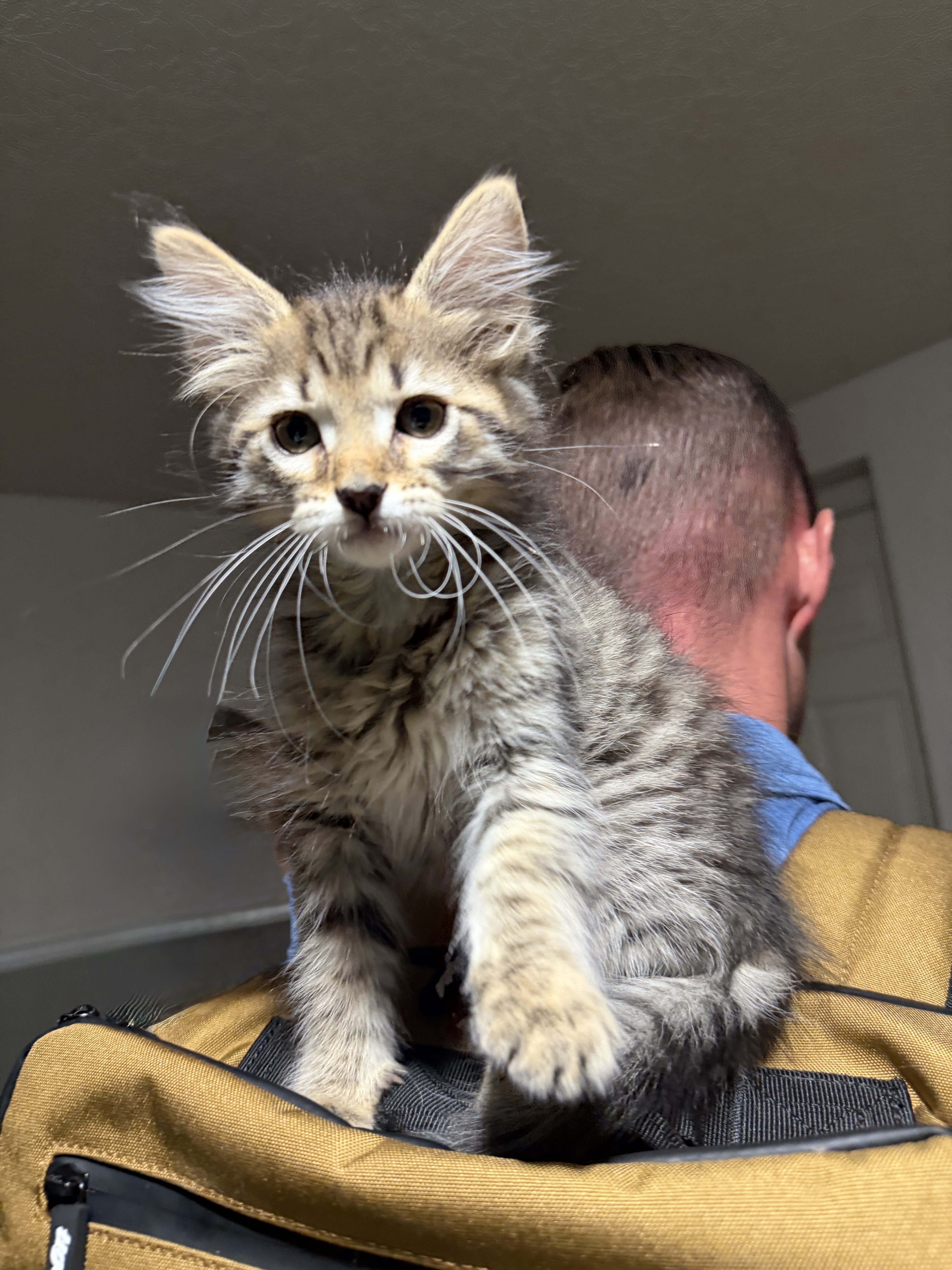 Picture of the Animal Listed