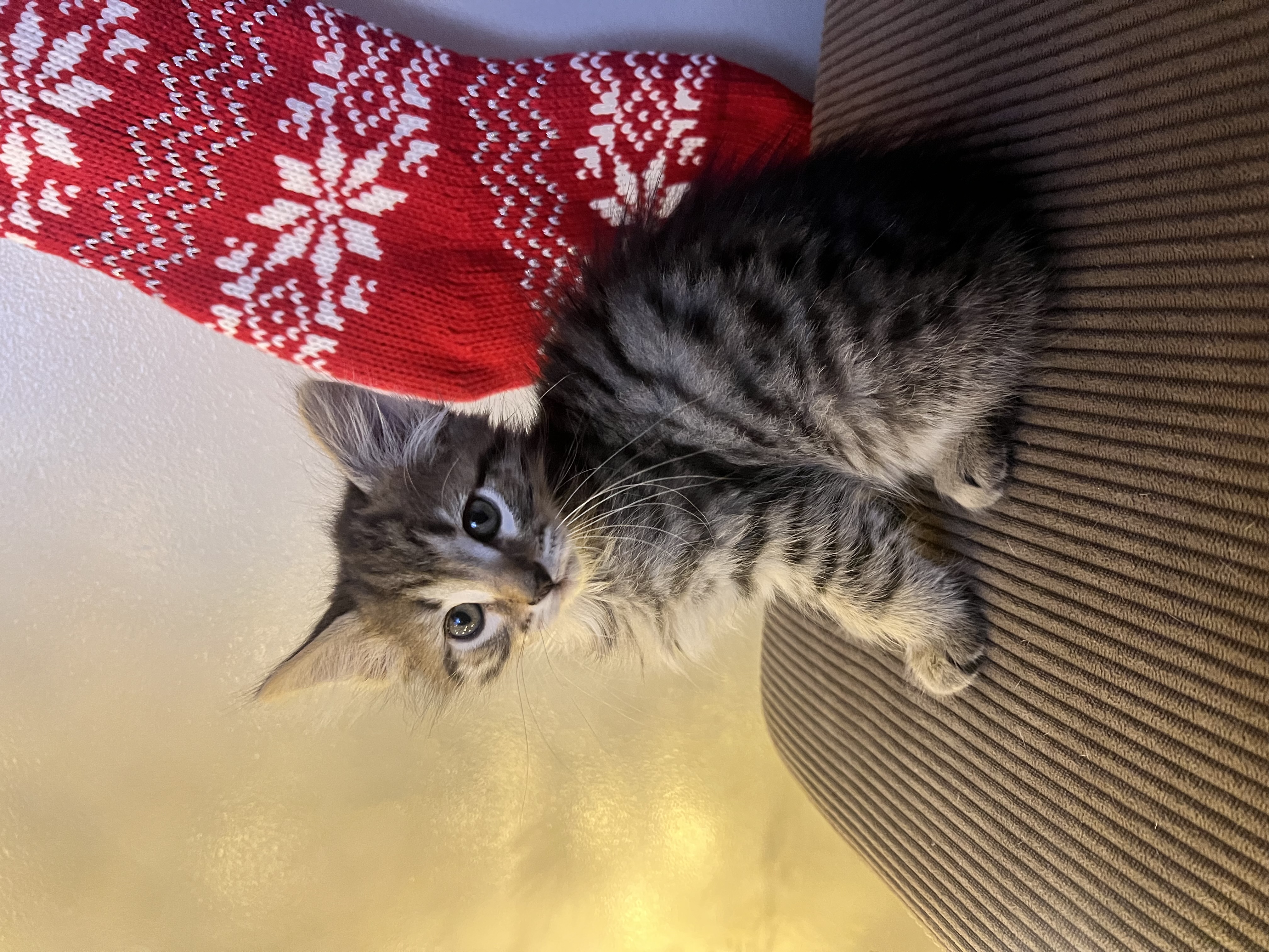 Picture of the Animal Listed