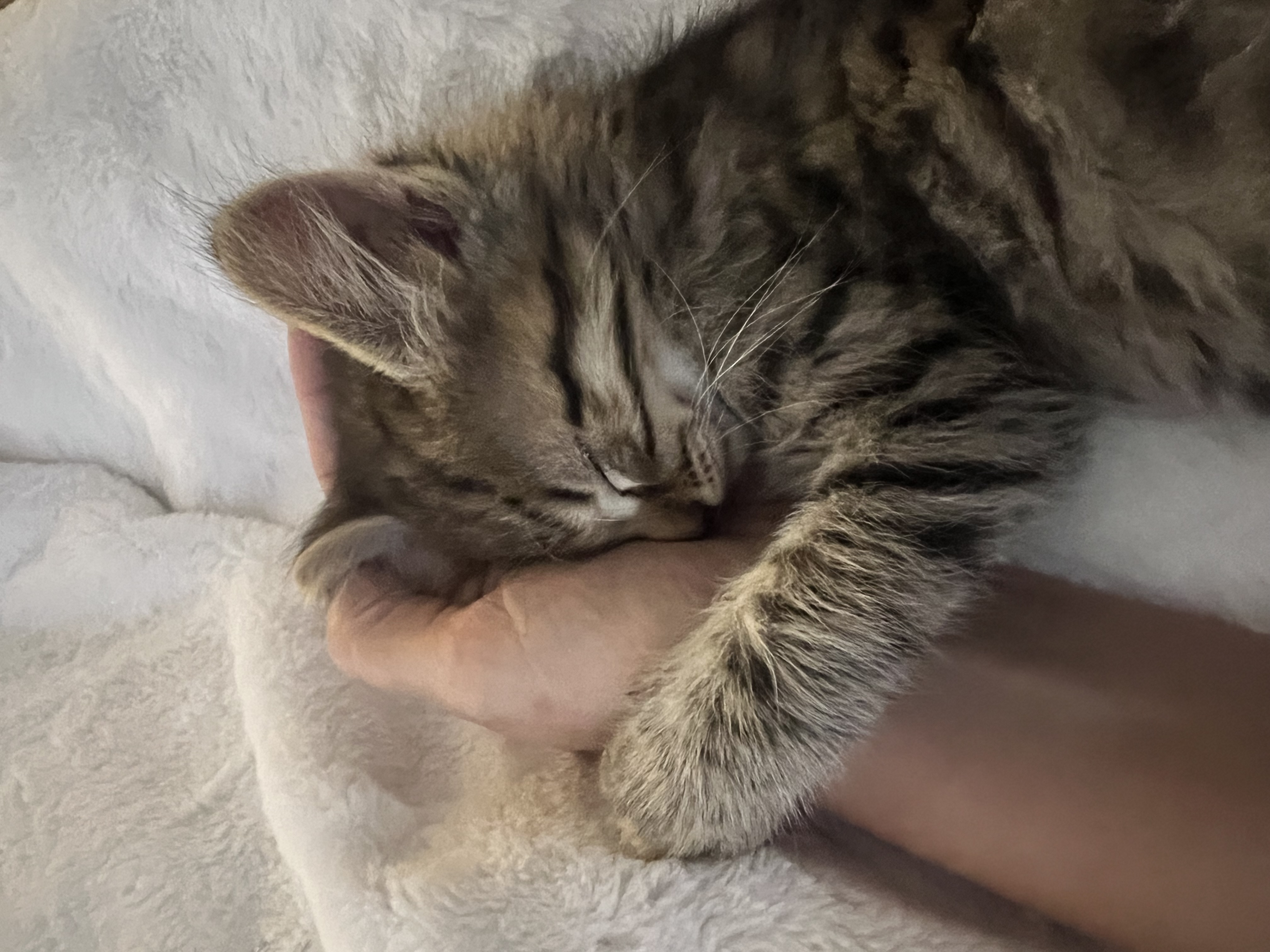 Picture of the Animal Listed