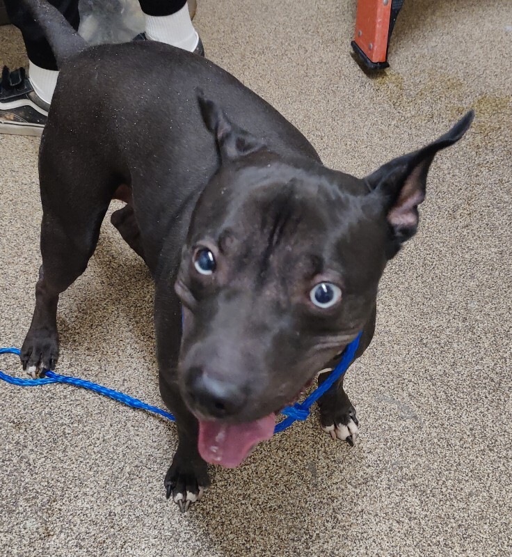 Picture of the Animal Listed