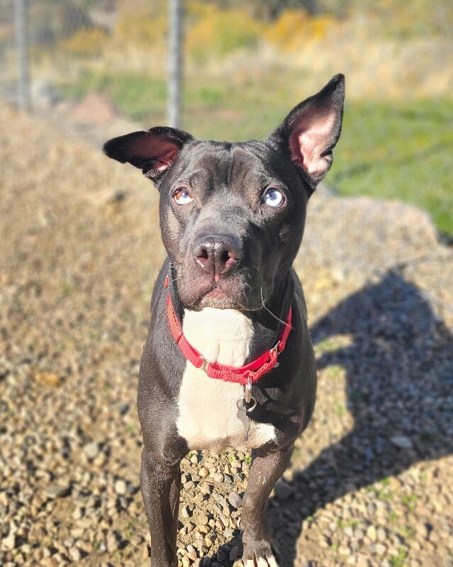 Picture of the Animal Listed