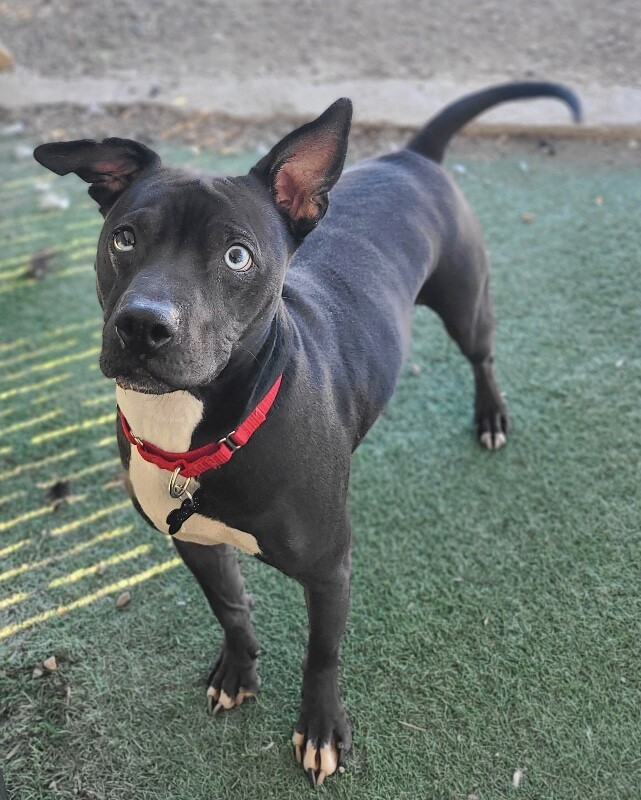 Picture of the Animal Listed