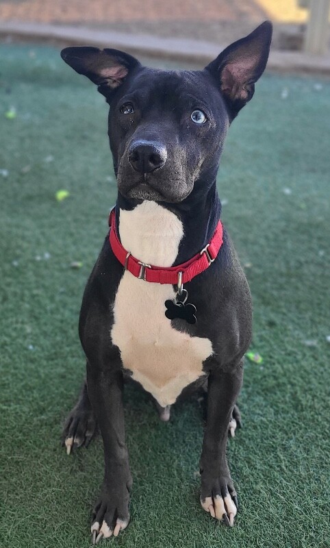 Picture of the Animal Listed