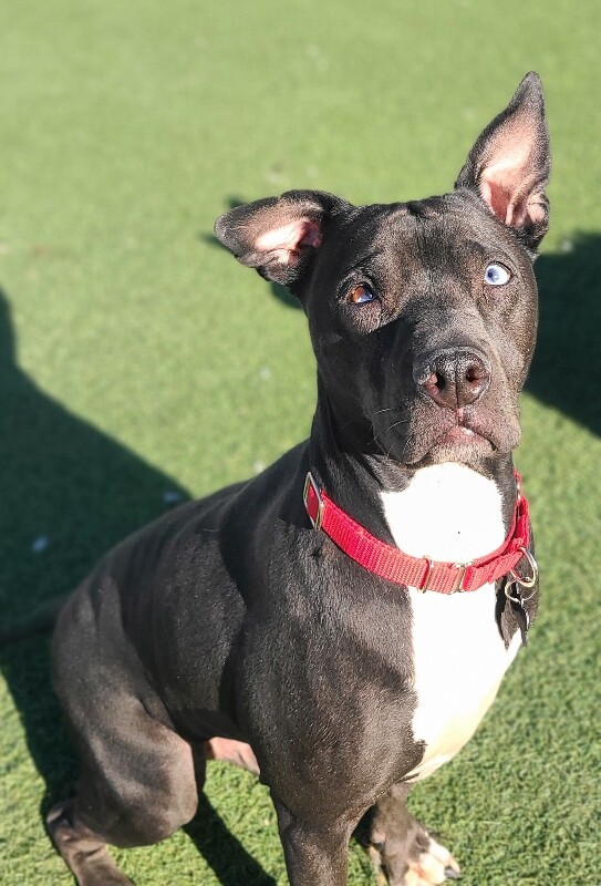 Picture of the Animal Listed