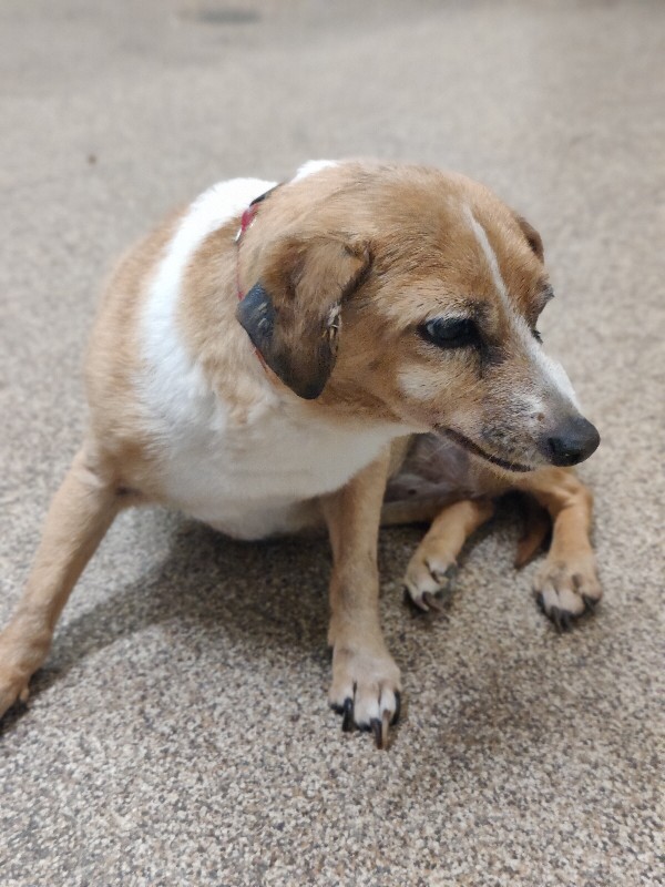 Picture of the Animal Listed