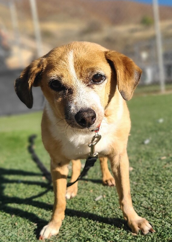 Picture of the Animal Listed