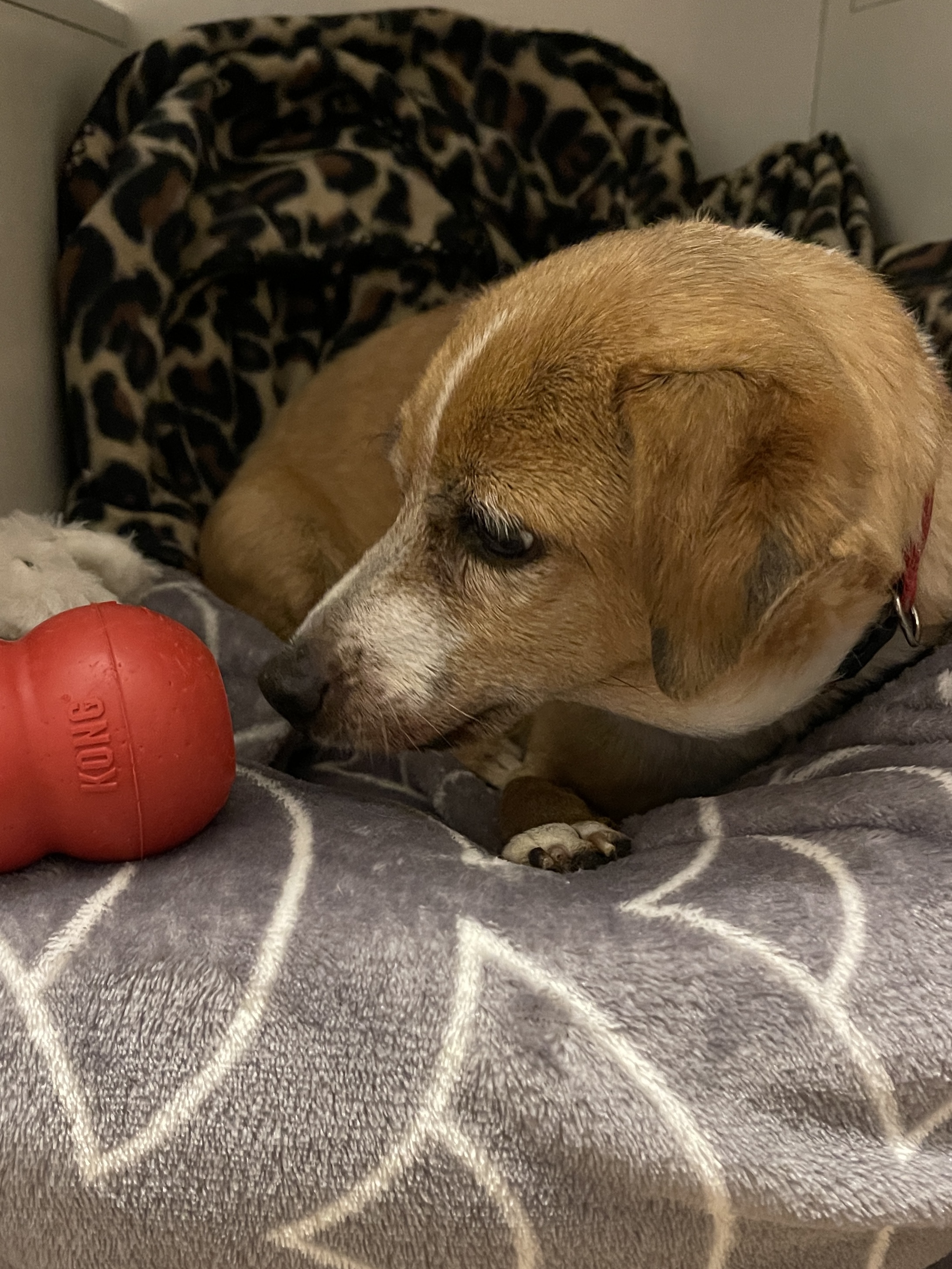 Picture of the Animal Listed