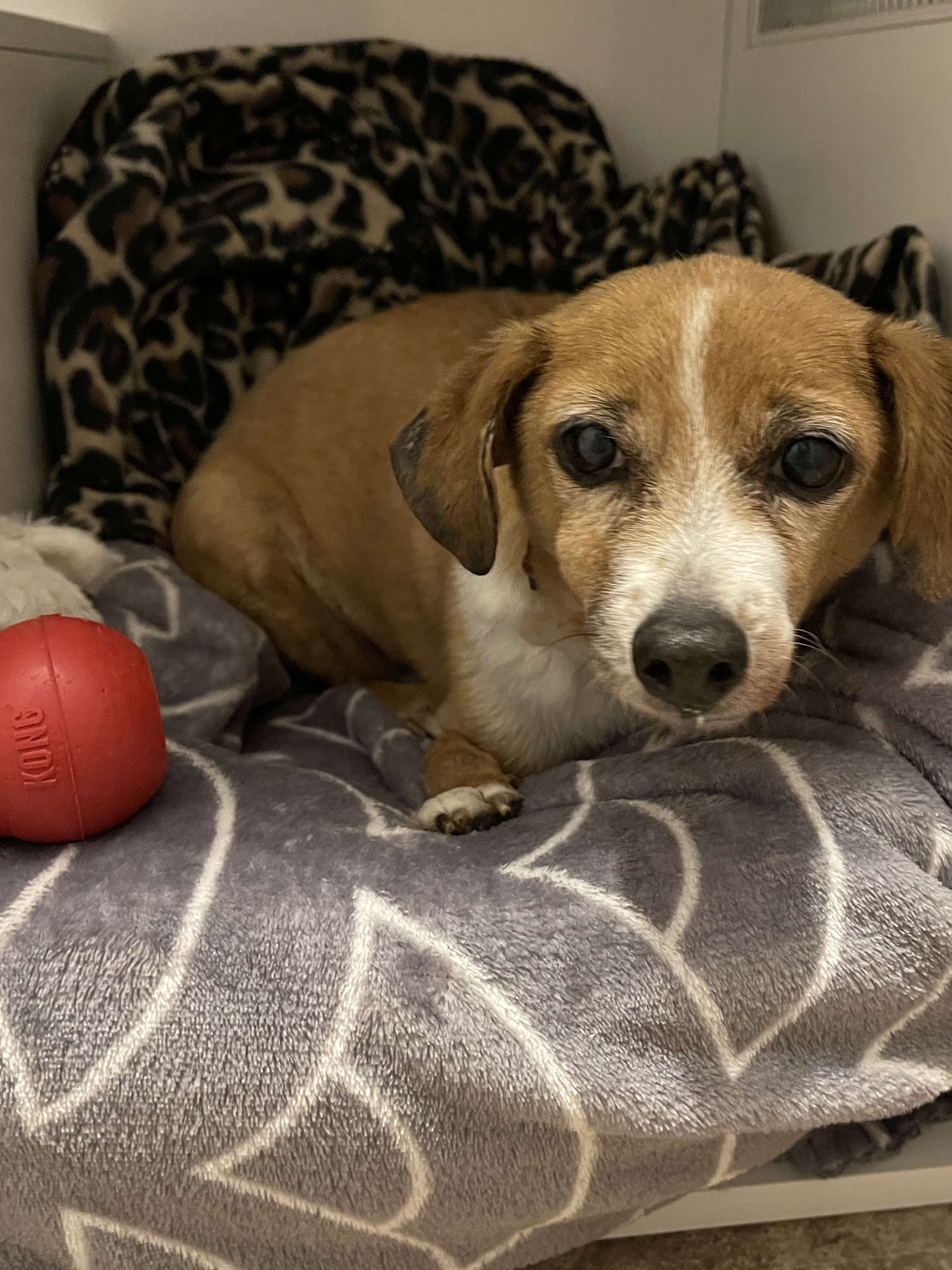 Picture of the Animal Listed