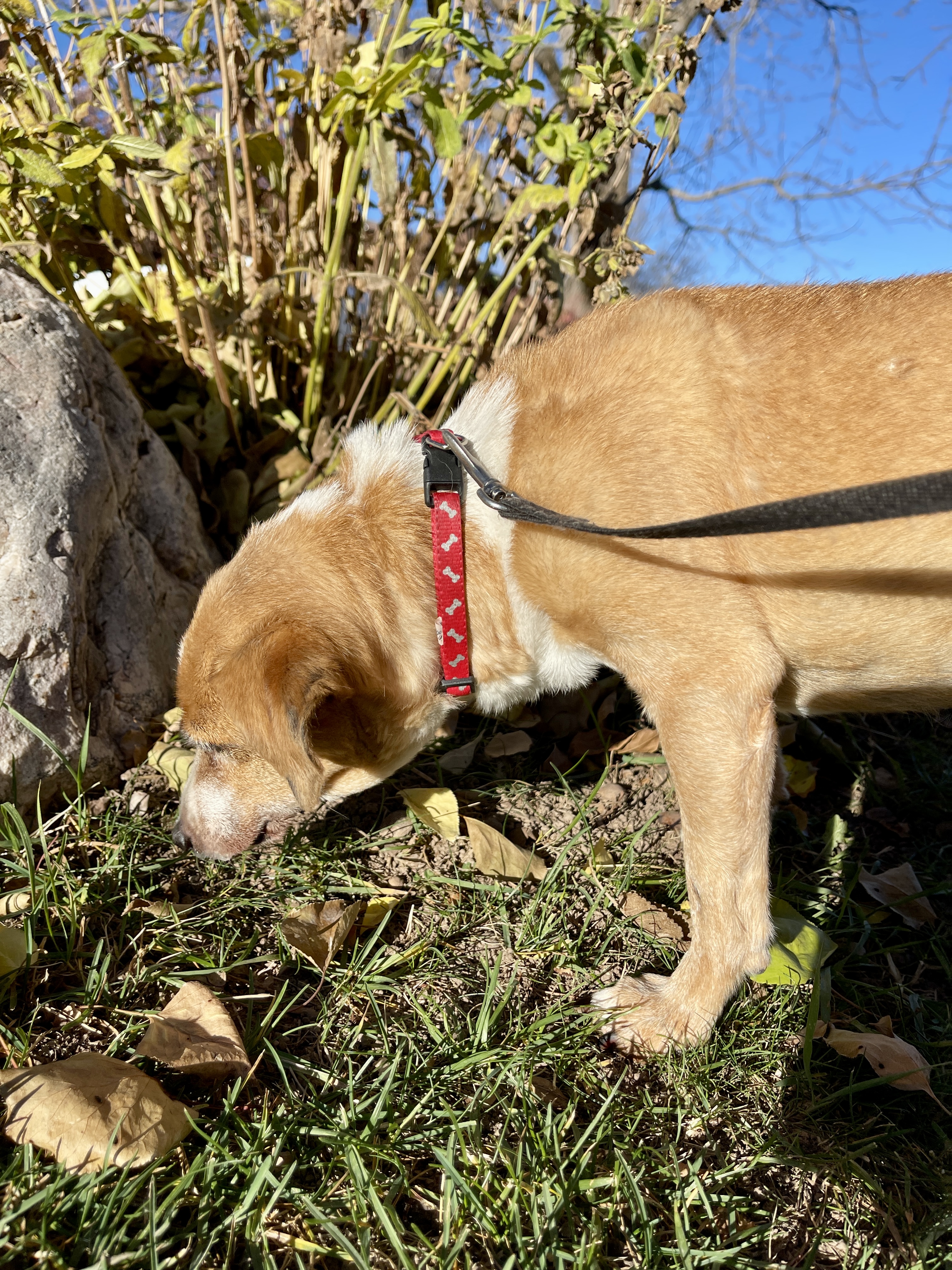 Picture of the Animal Listed