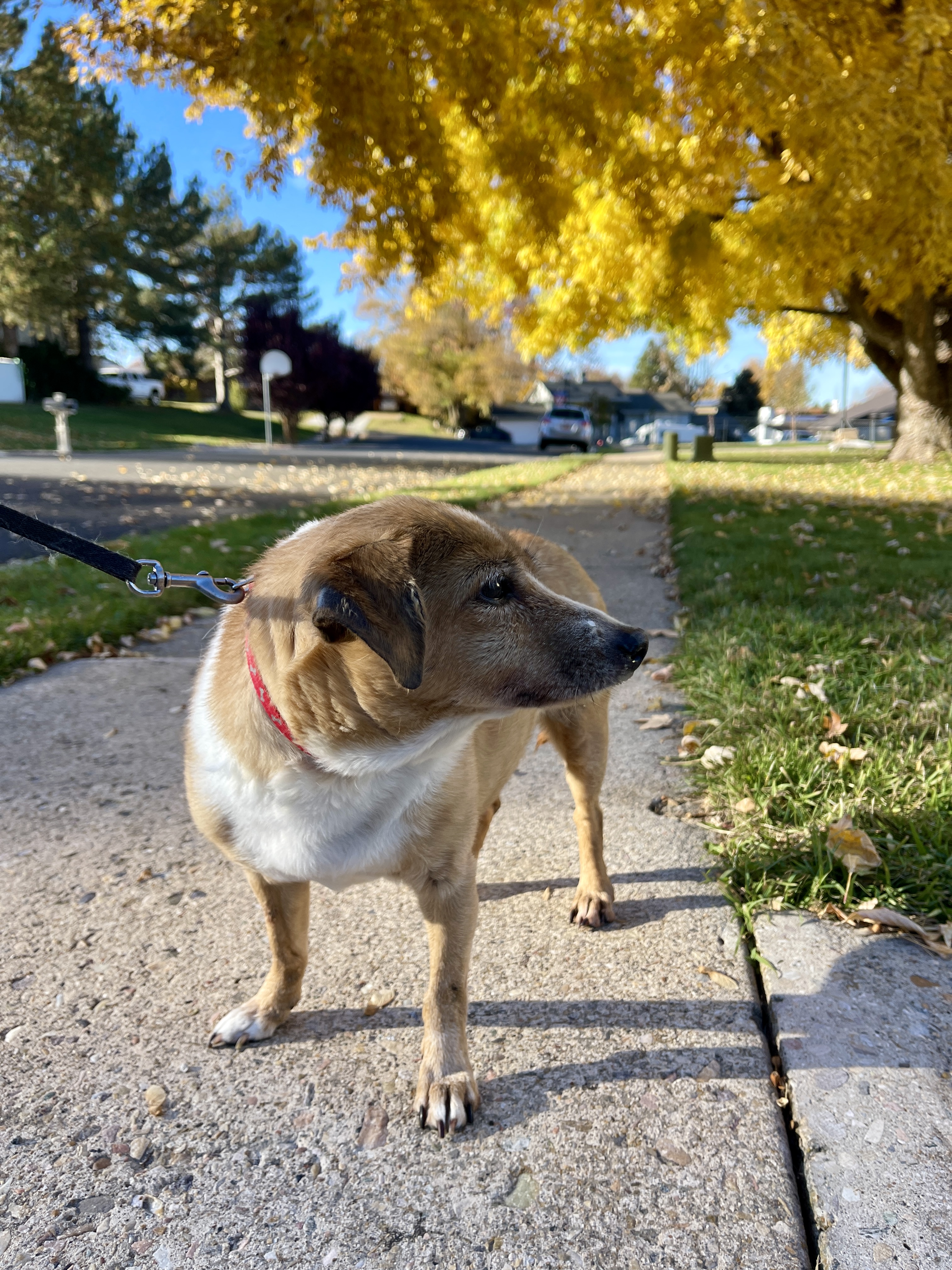 Picture of the Animal Listed