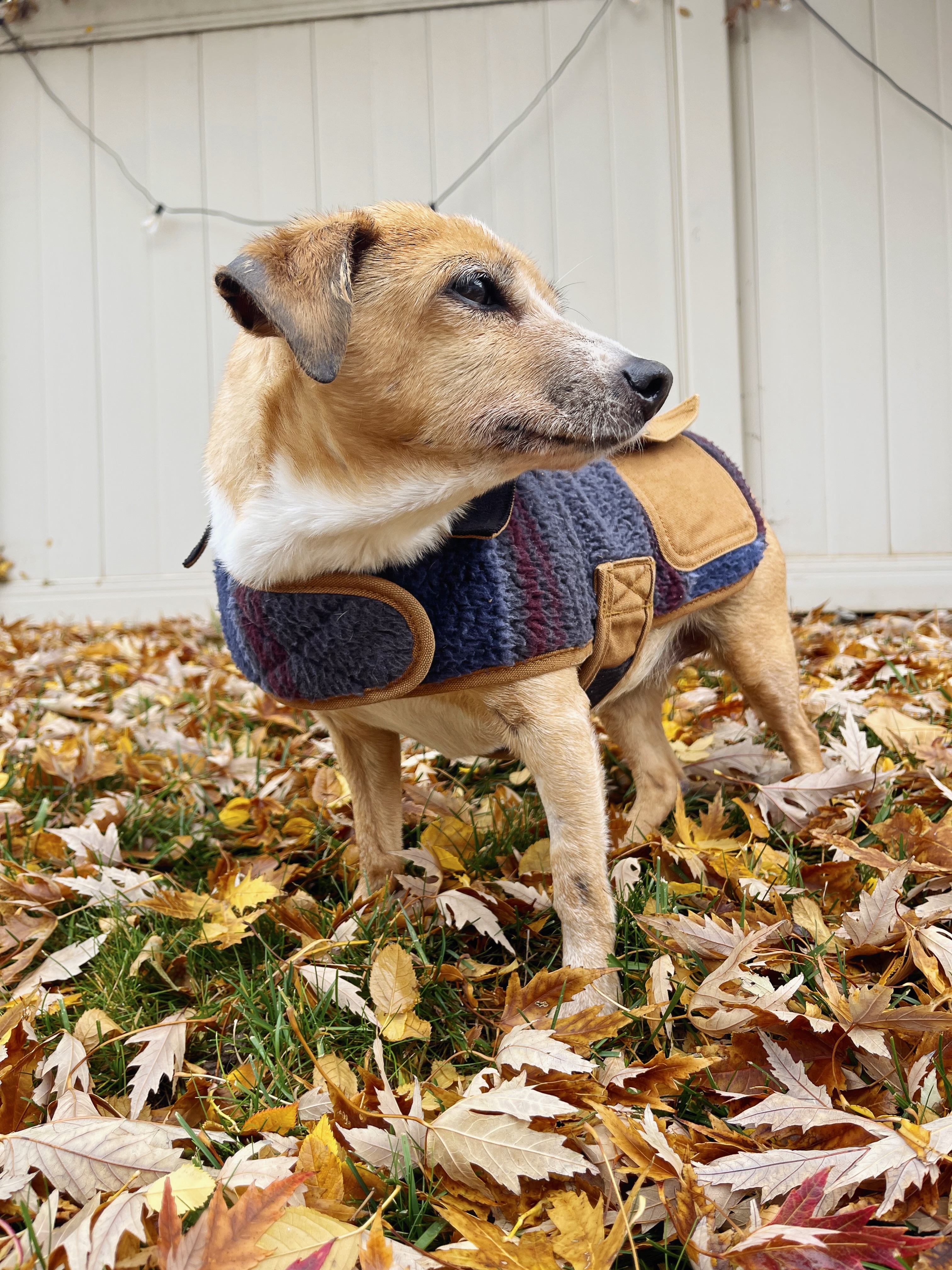 Picture of the Animal Listed