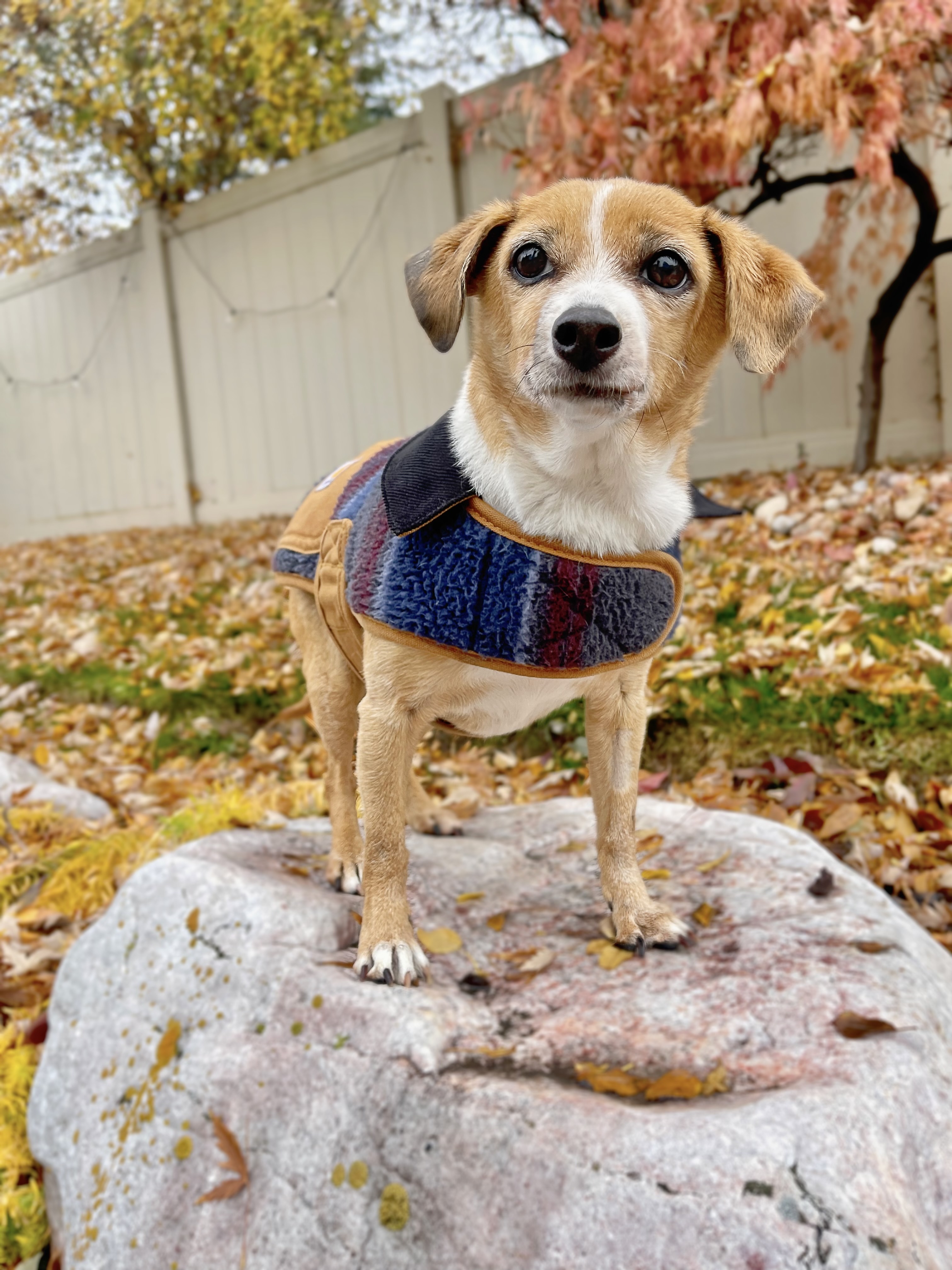 Picture of the Animal Listed