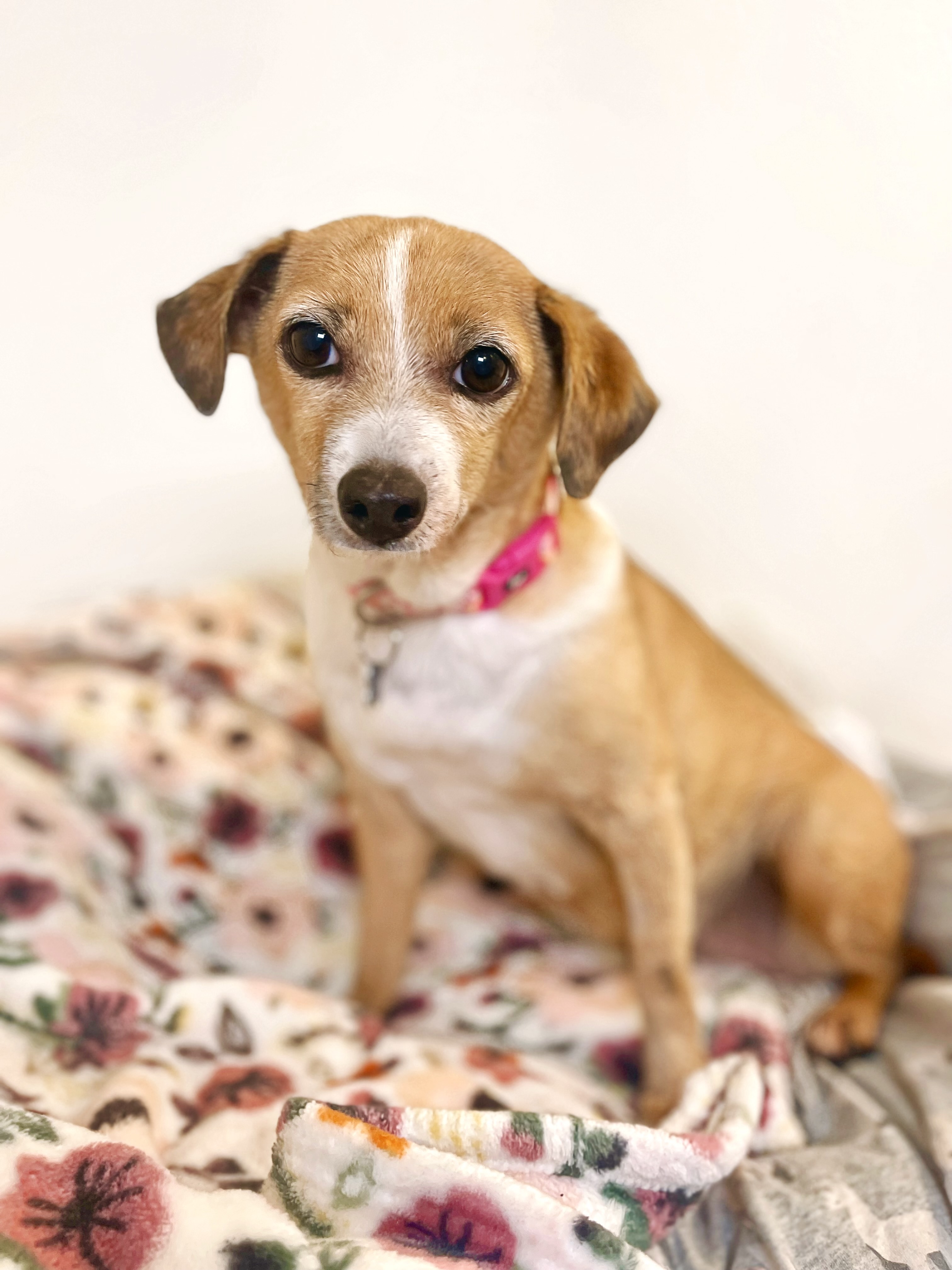 Picture of the Animal Listed