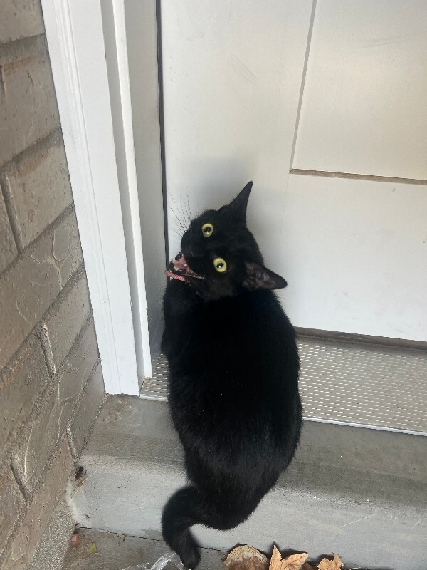 Picture of the Animal Listed