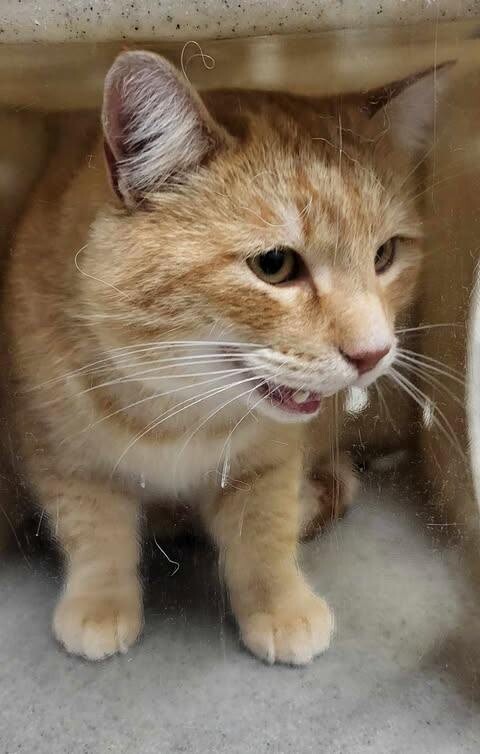 Picture of the Animal Listed