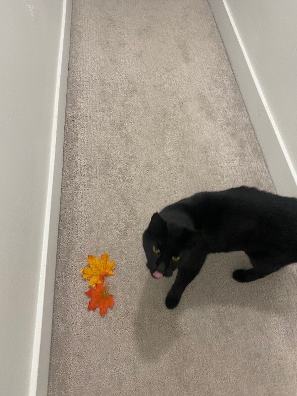 Picture of the Animal Listed