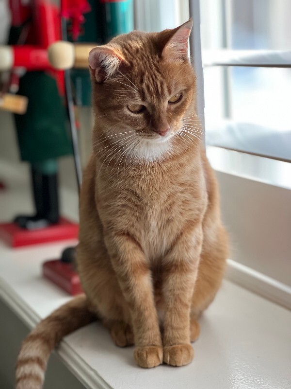 Picture of the Animal Listed