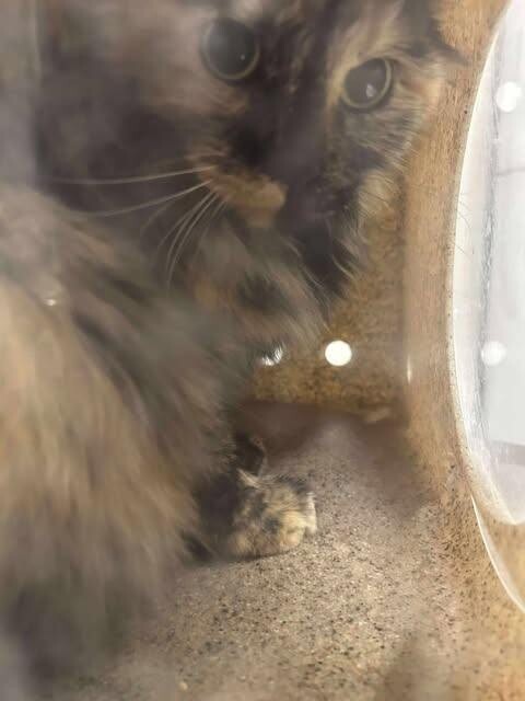 Picture of the Animal Listed