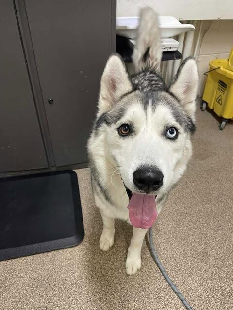 Picture of the Animal Listed