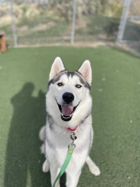 Picture of the Animal Listed