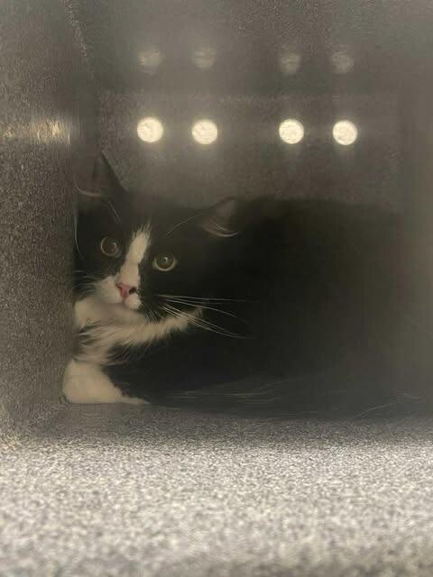 Picture of the Animal Listed