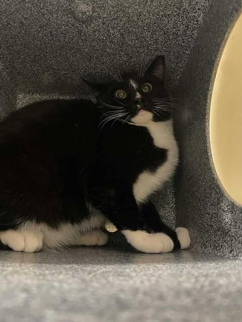 Picture of the Animal Listed