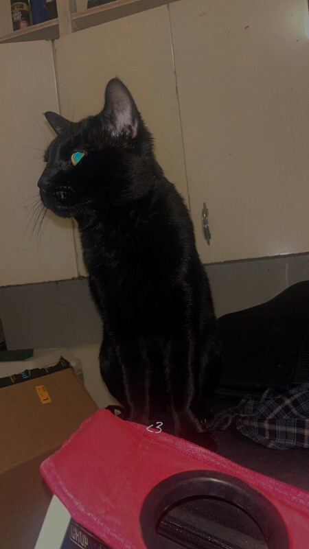 Picture of the Animal Listed