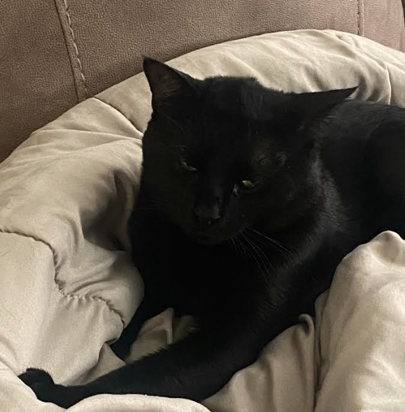 Picture of the Animal Listed