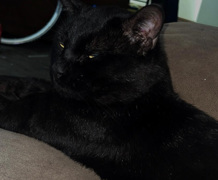 Picture of the Animal Listed