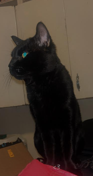 Picture of the Animal Listed