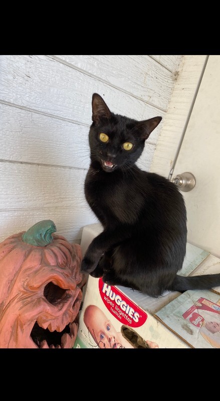 Picture of the Animal Listed