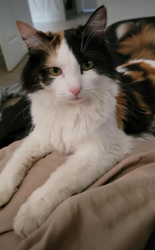 Picture of the Animal Listed