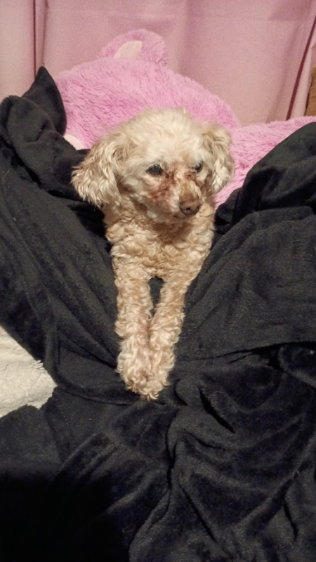 Picture of the Animal Listed