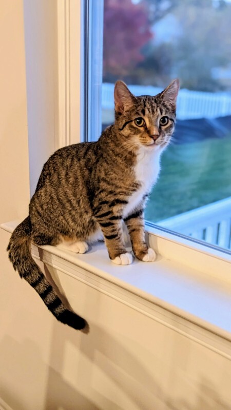 Picture of the Animal Listed