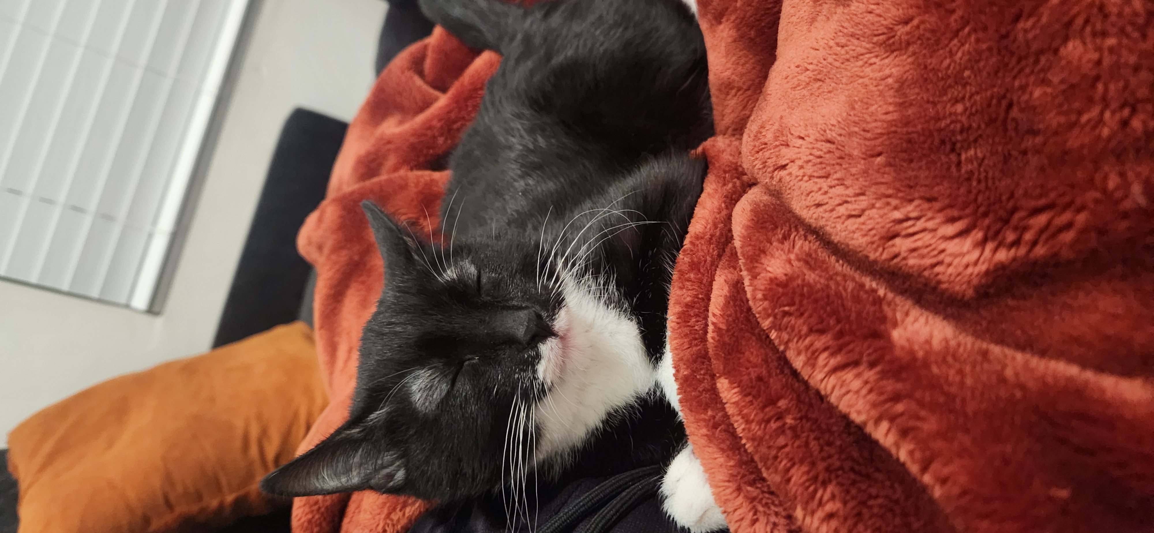 Picture of the Animal Listed