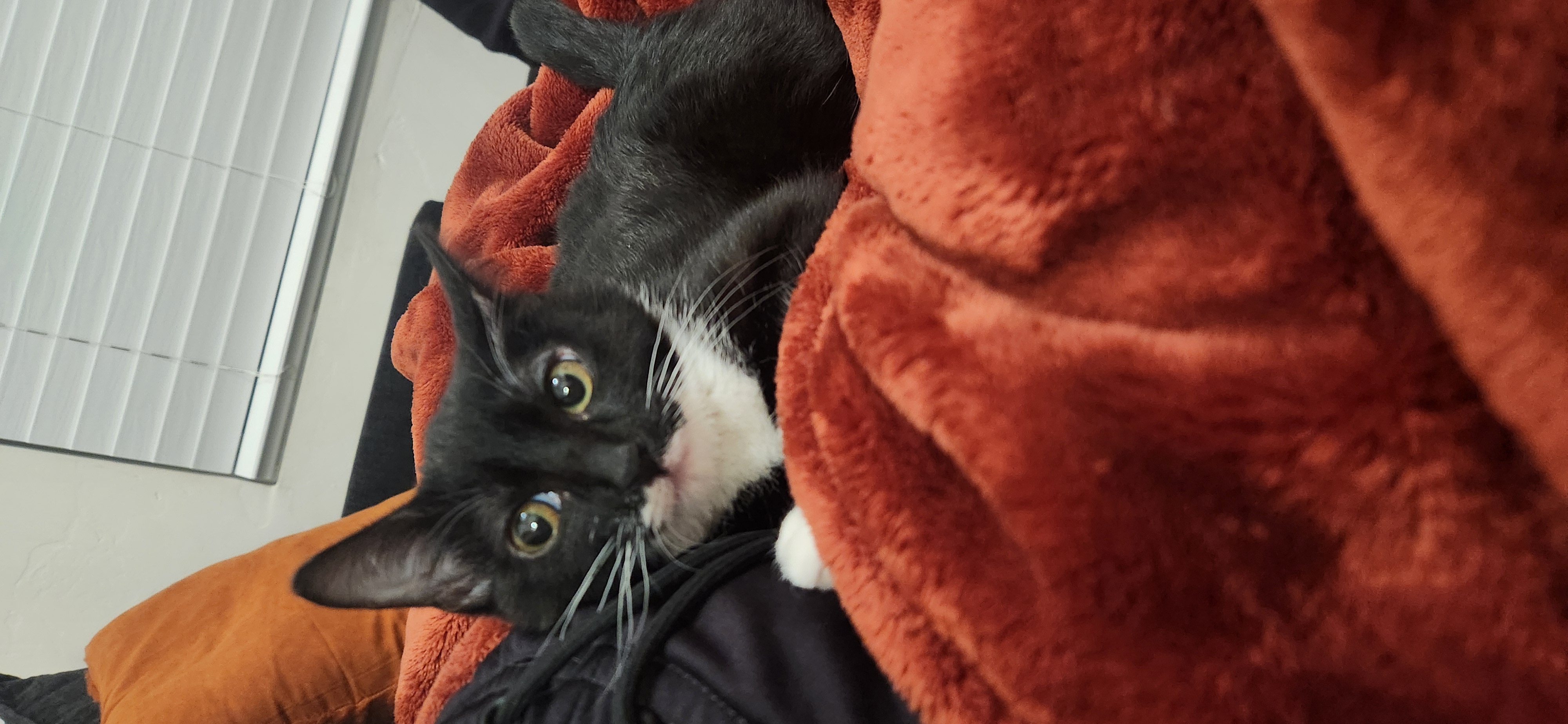 Picture of the Animal Listed