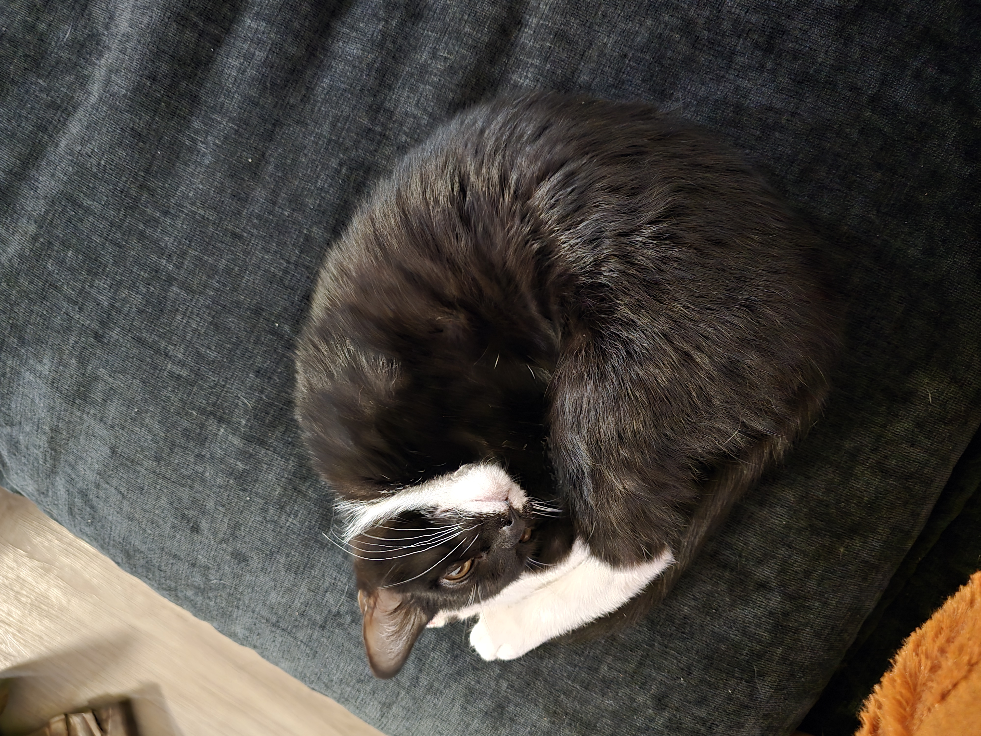 Picture of the Animal Listed