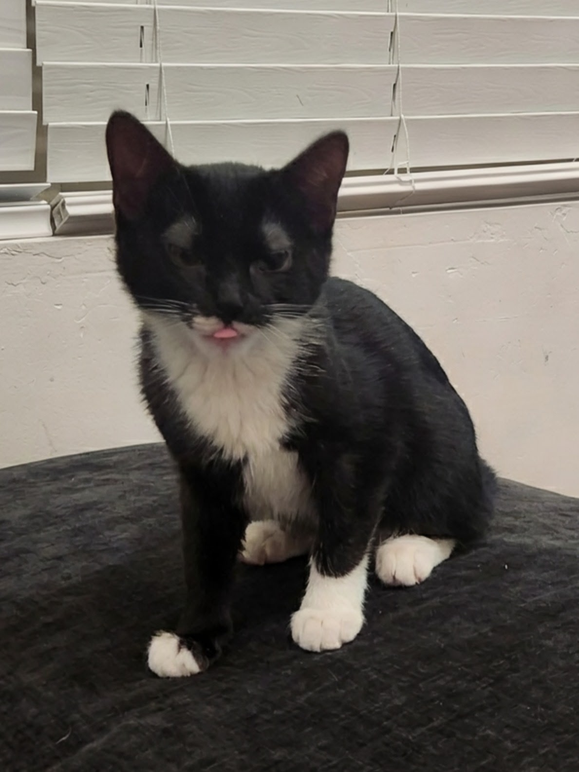 Picture of the Animal Listed