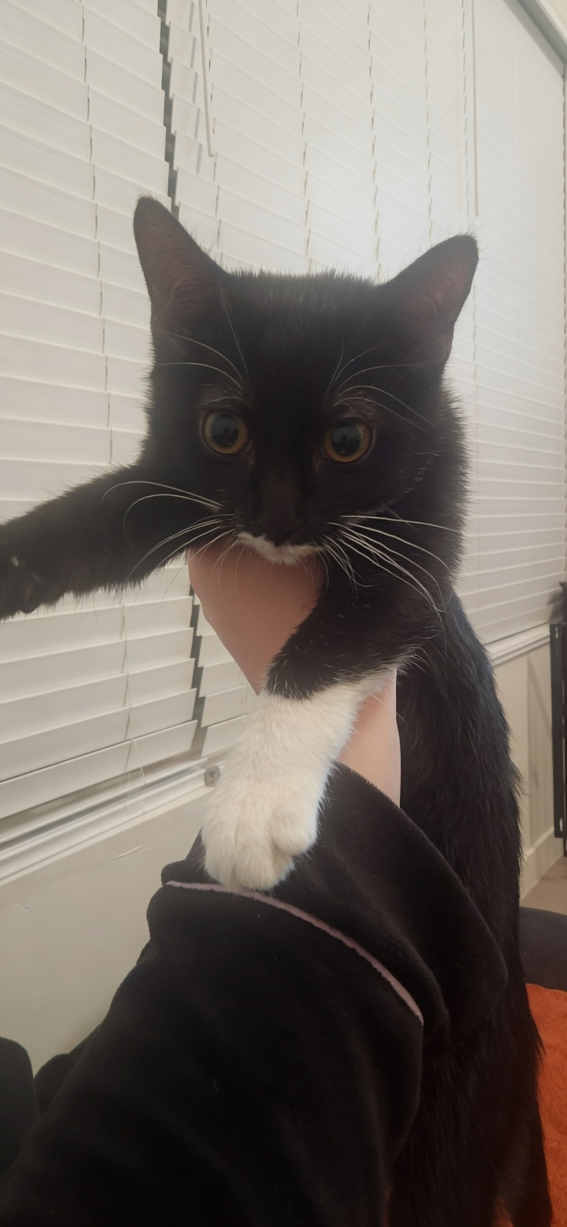 Picture of the Animal Listed