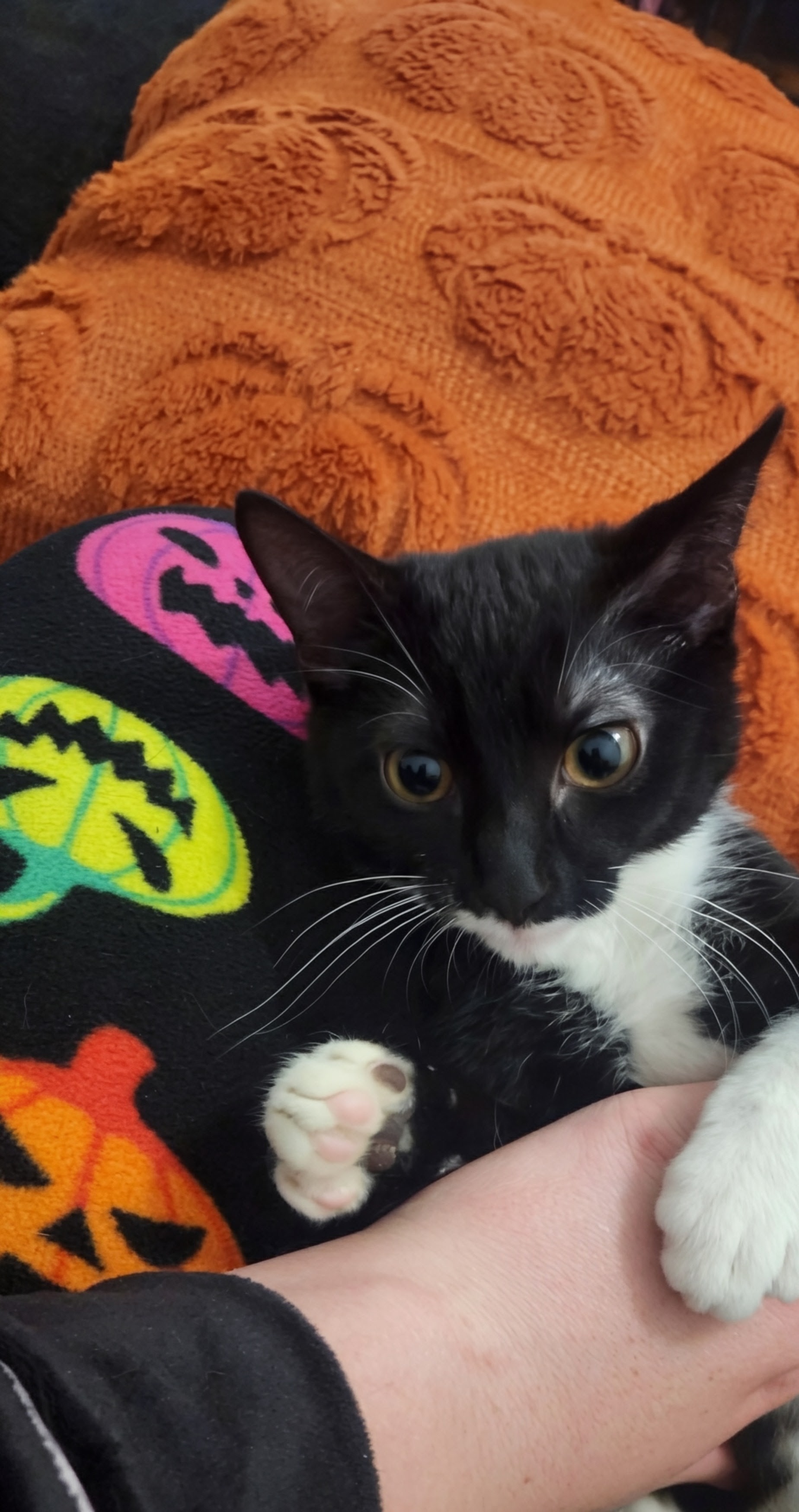 Picture of the Animal Listed