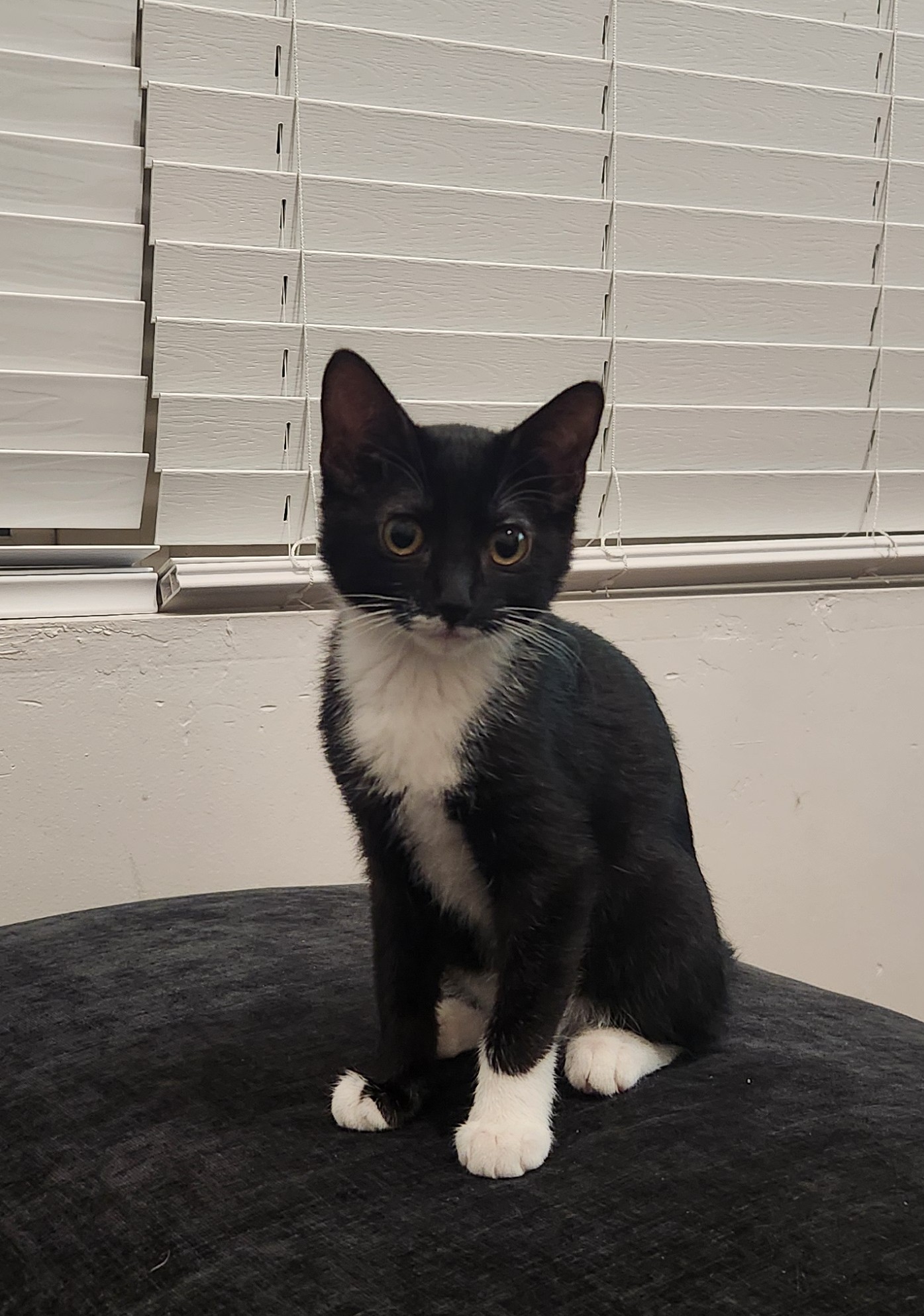 Picture of the Animal Listed