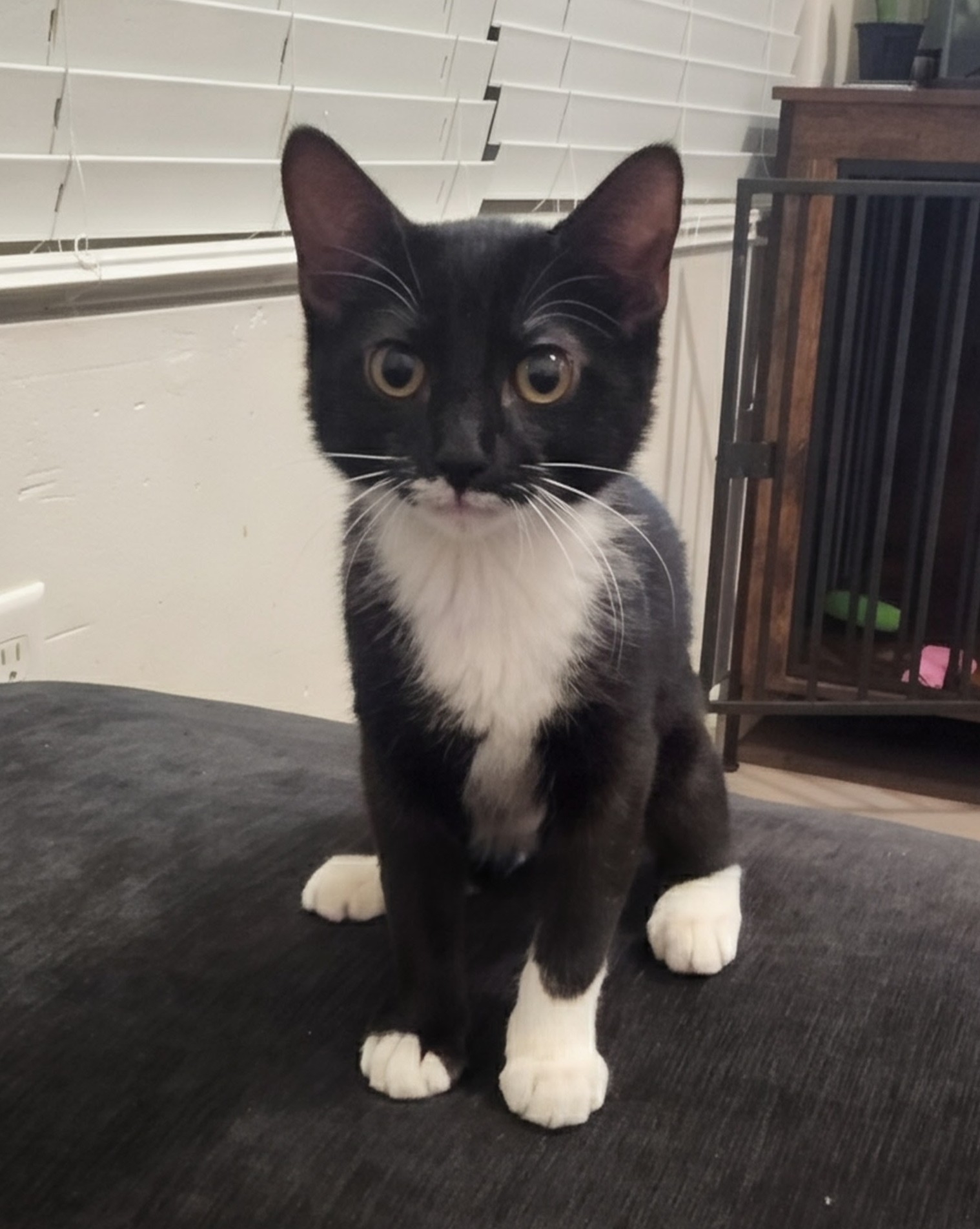 Picture of the Animal Listed