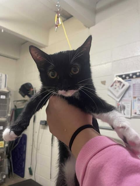 Picture of the Animal Listed