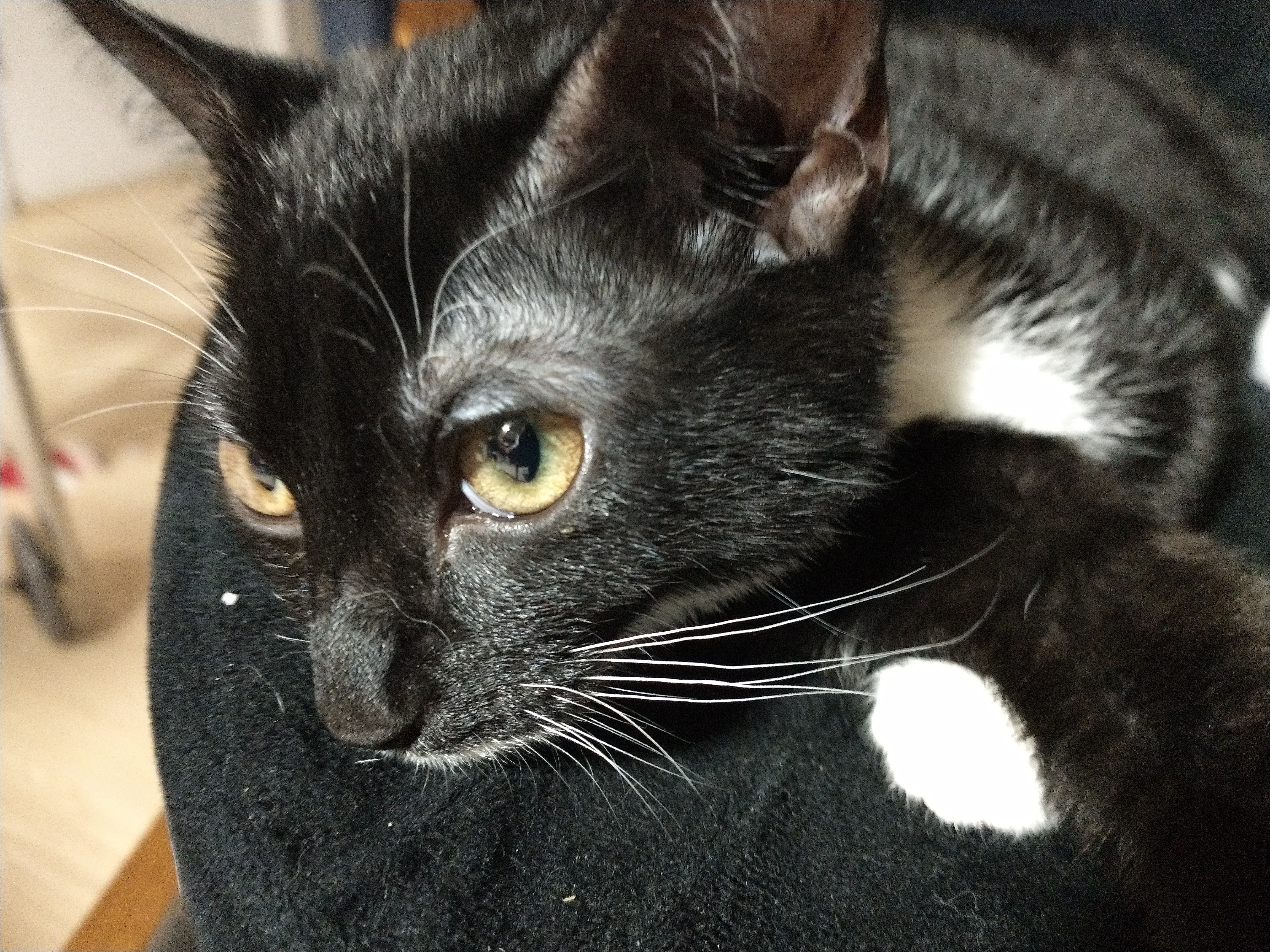 Picture of the Animal Listed