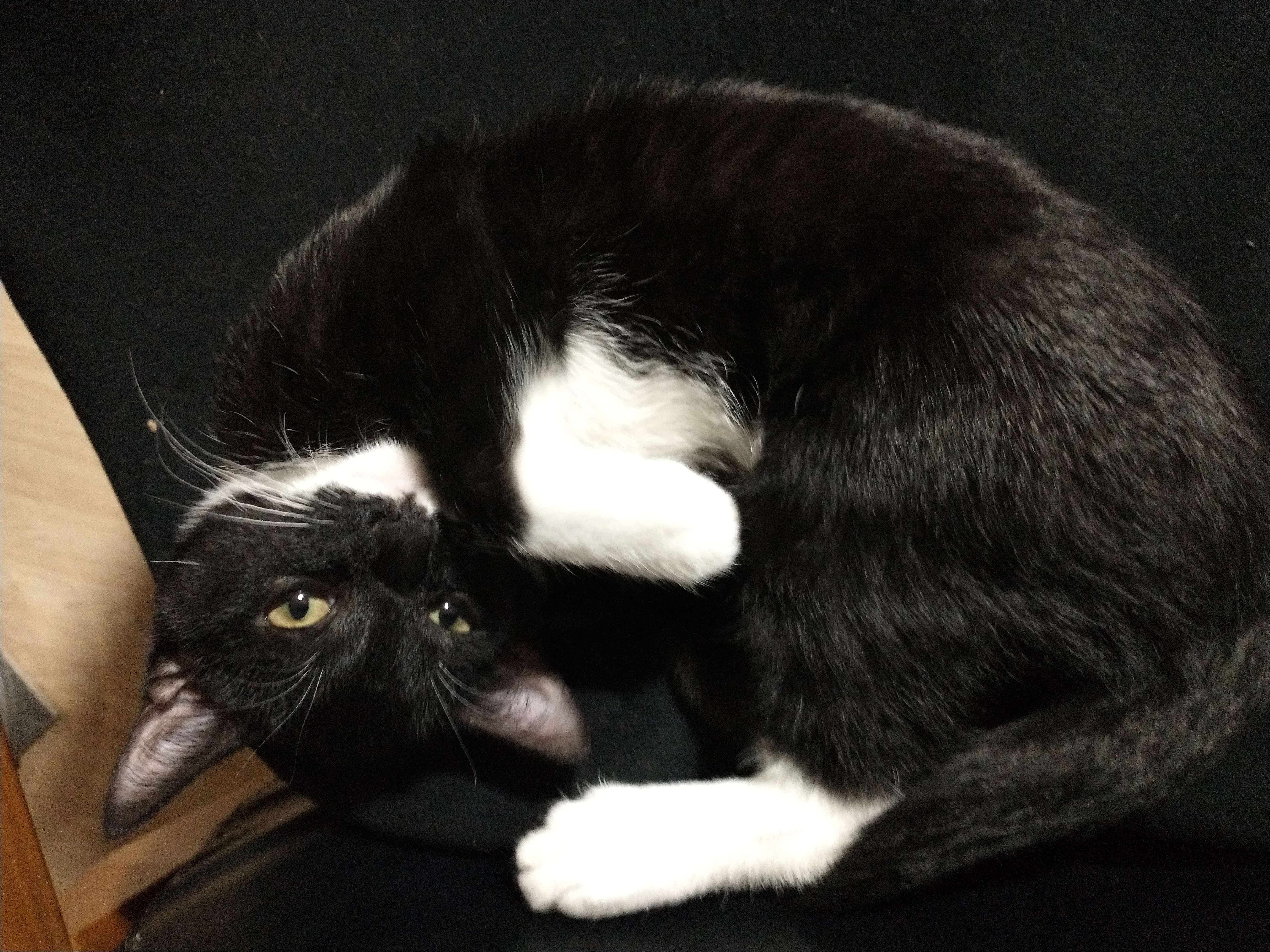 Picture of the Animal Listed