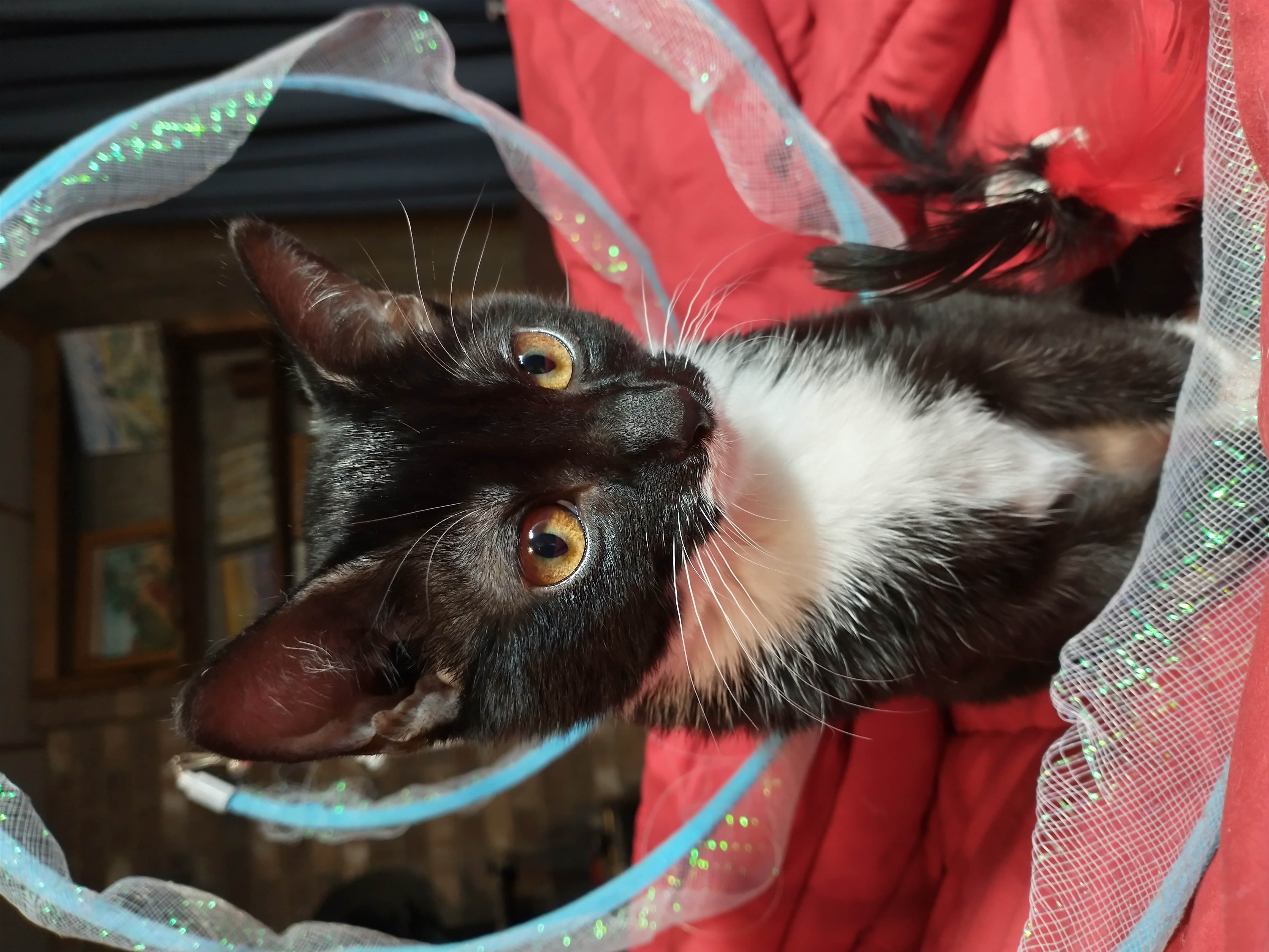 Picture of the Animal Listed