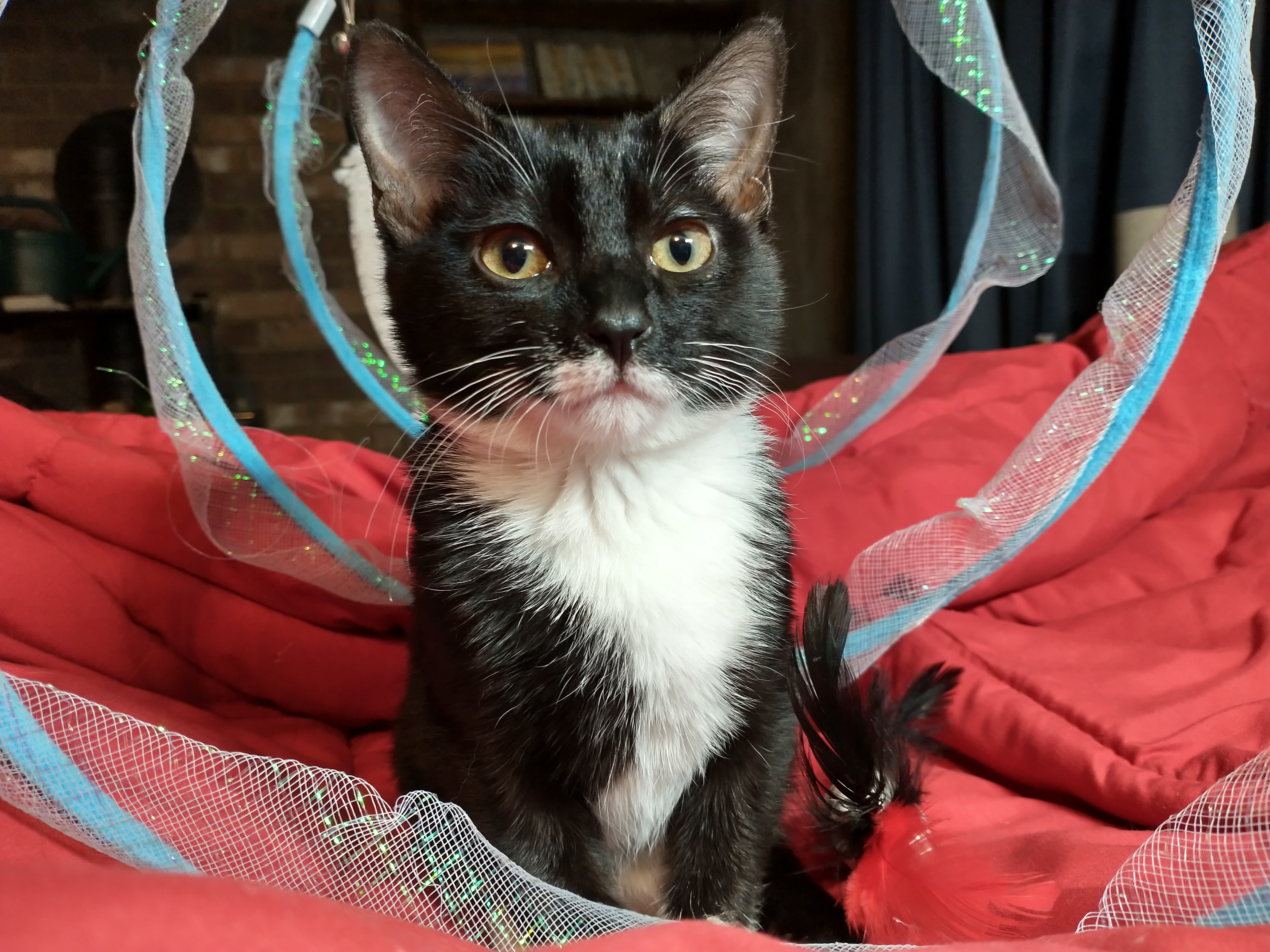 Picture of the Animal Listed