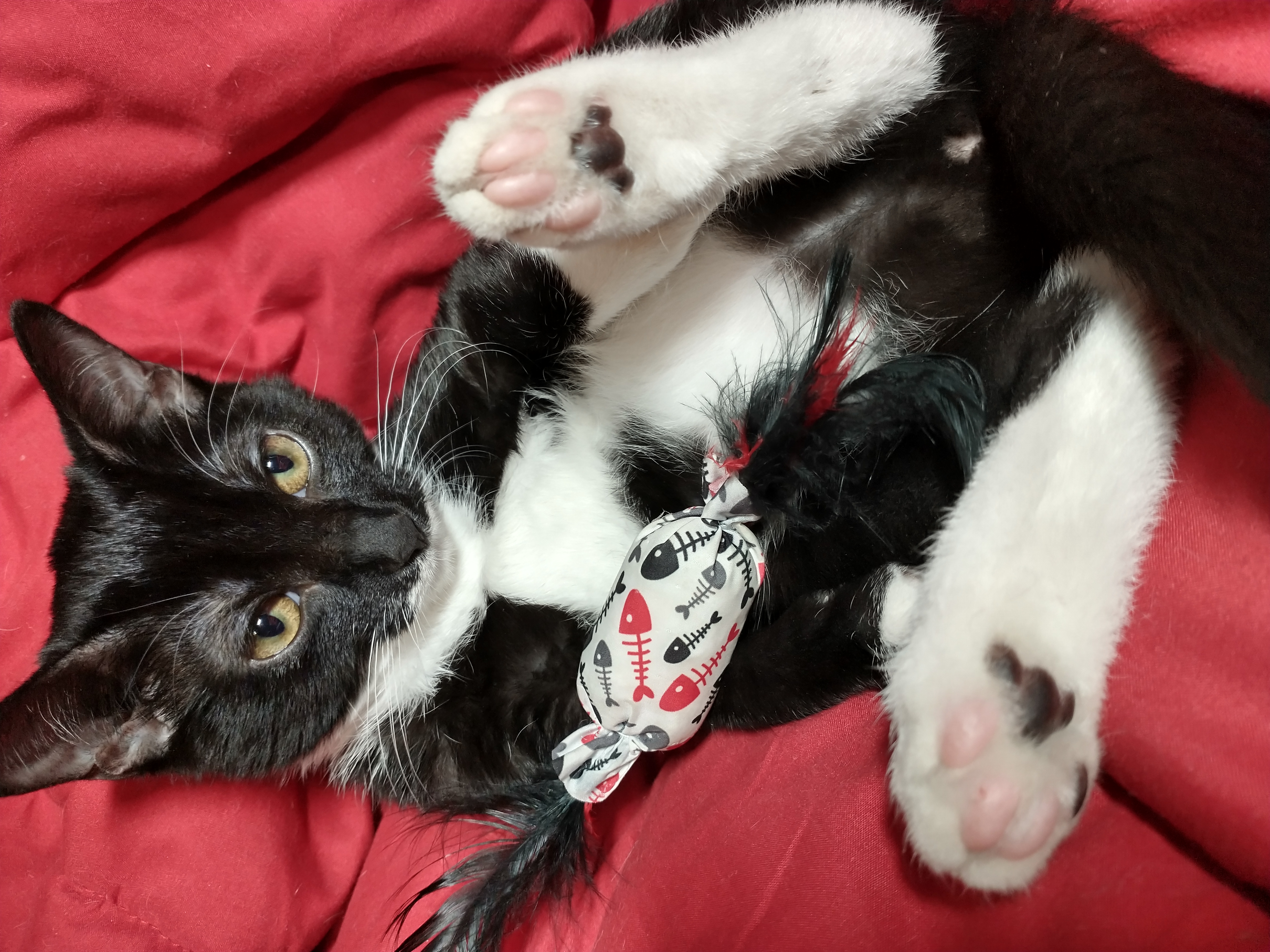 Picture of the Animal Listed