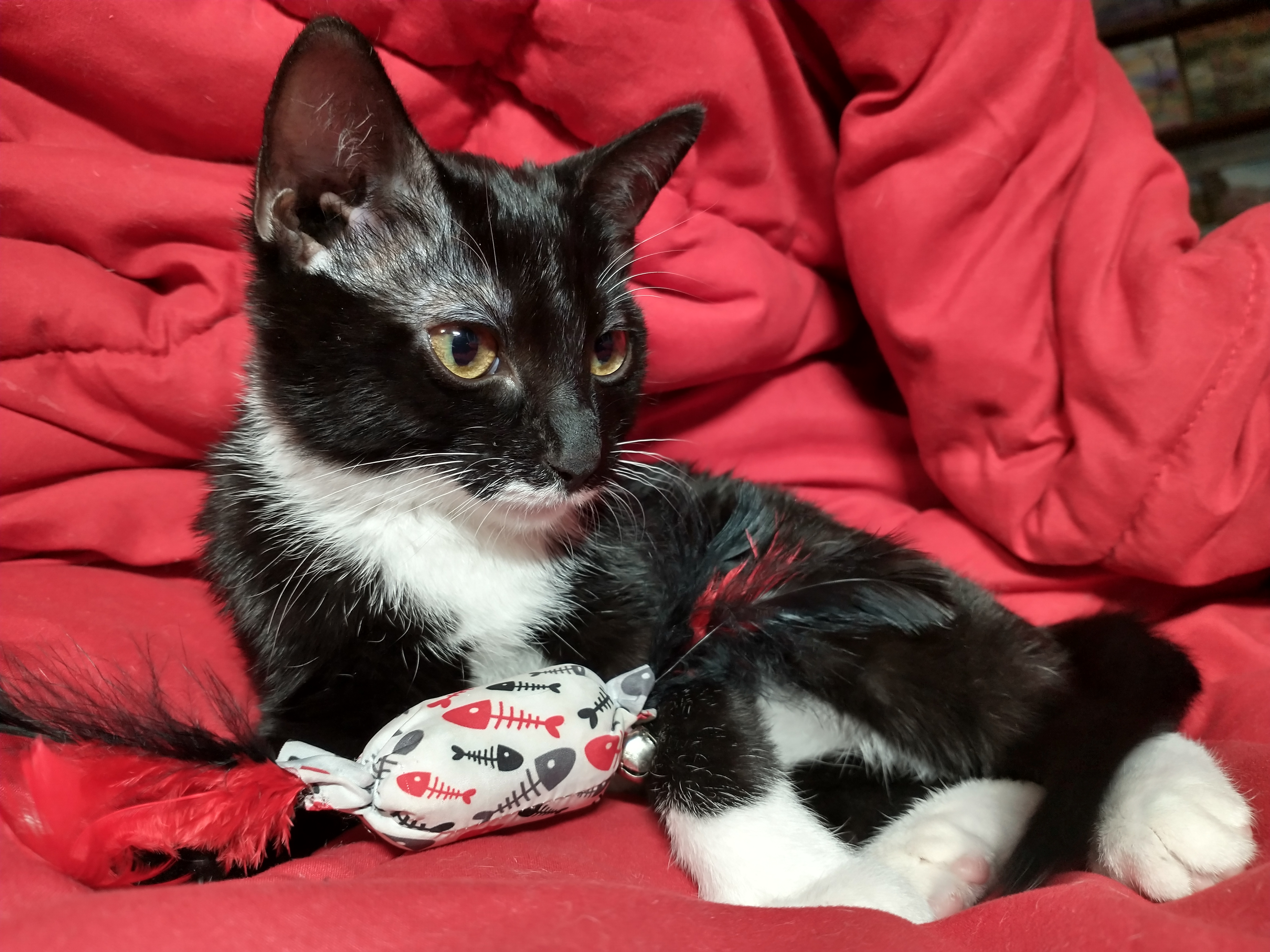 Picture of the Animal Listed