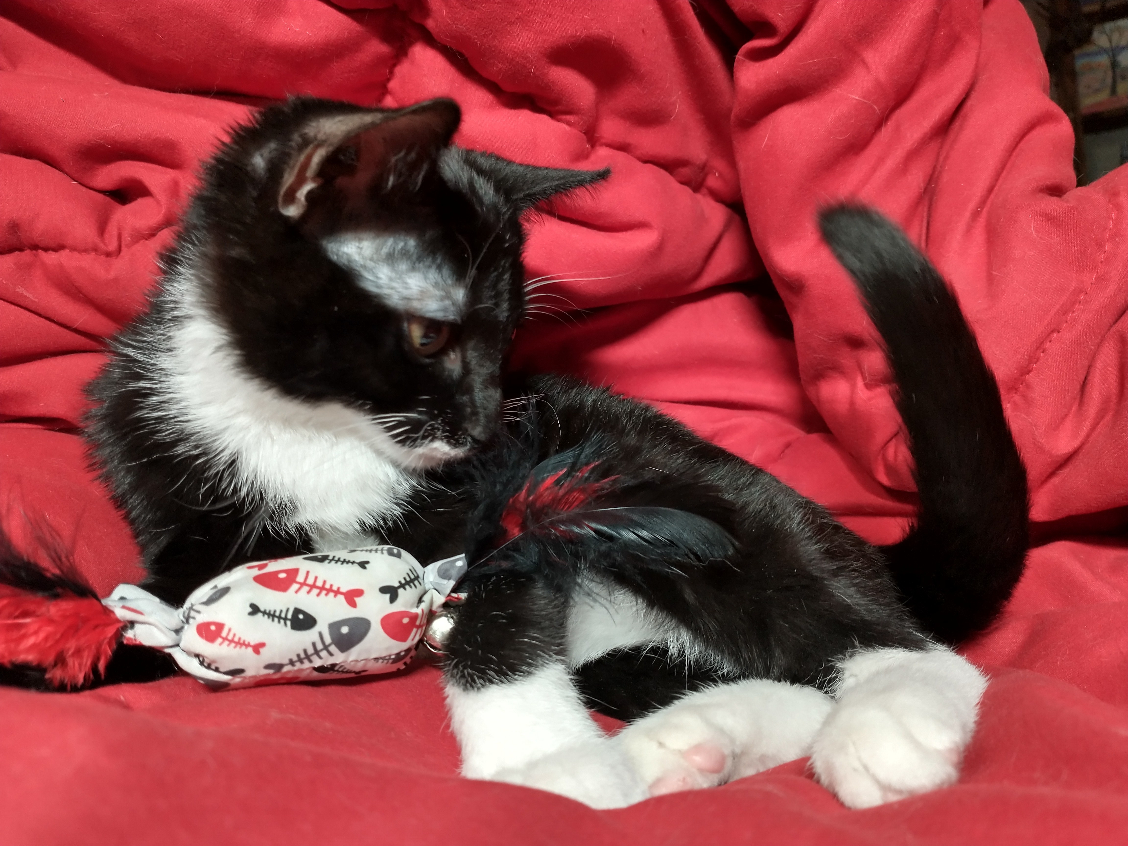 Picture of the Animal Listed